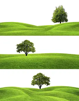 Oak Tree Images Prints: Green Banners