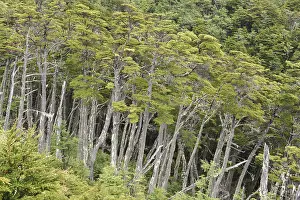Deciduous Tree Vegetation Prints: Green deciduous forest in dense rainforest