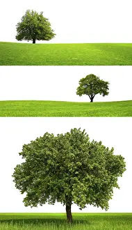 White Studio Background Photo Prints: Green Design