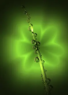 Close Up Detail Prints: Green drops