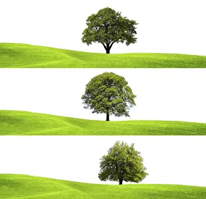 Green Environment Prints: Green environment and tree