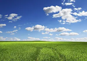 Country Farm Landscapes Prints: Green field