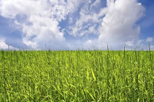 Scenic Countryside Views Prints: Green Field