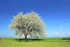 Thuringia Germany Landscape Prints: Green fields in spring, blossoming cherry tree