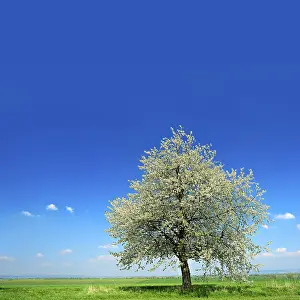 Blue Sky With Clouds Germany Prints: Green fields in spring, blossoming cherry tree