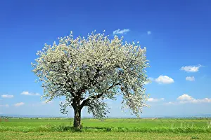 Fruit Blossom Season Prints: Green fields in spring, flowering Cherry tree (Prunus)