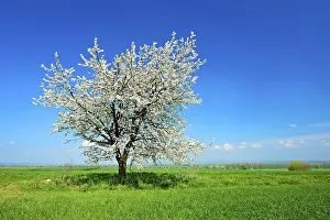 Cherry Blossom Time Prints: Green fields in spring, flowering Cherry tree (Prunus)