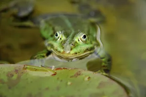Green Frog Prints: Green frog