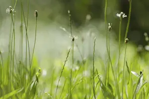 Uninhabited Green Spaces Prints: Green Grass