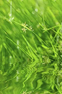 Close Up Grass Prints: Green grass with reflection