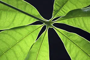 Close View Of Leaves Prints: Green leaf