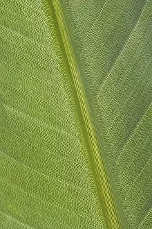 Close Up Leaf Prints: Green leaf