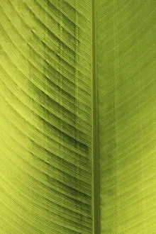 Close Up Plant Detail Prints: Green leaf, detail
