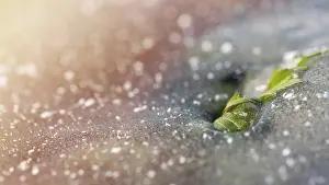 Full Frame Winter Scene Prints: Green leaf breaks through the ice