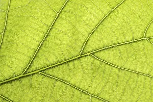 Close Up Plant Leaves Prints: Green leaf close up