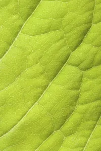 Nature Close Ups Prints: Green leaf close up