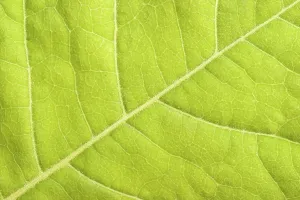 Empty Landscape With Plants Prints: Green leaf close up