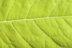 Green Plant Details Prints: Green leaf close up
