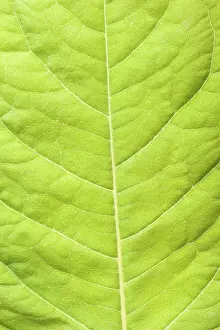 Green Plant Details Prints: Green leaf close up