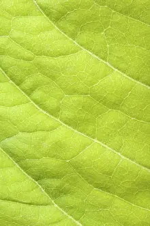Close Up Green Leaf Prints: Green leaf close up