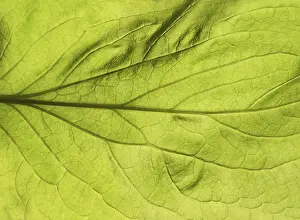 Close Up Leaf Texture Prints: Green leaf close up texture. Abstract spring background