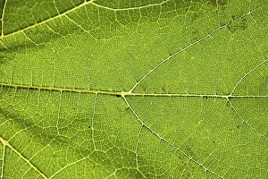 Close Up Nature Shots Prints: Green leaf close up with vein structure