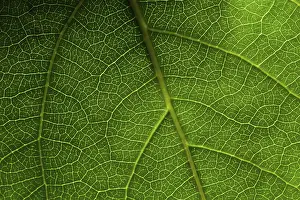 Close Up Leaf Photography Prints: Green leaf macro