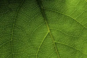 Leaf Detail View Prints: Green leaf macro