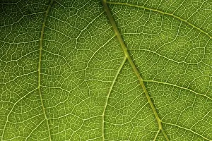 Close Up Plant Photography Prints: Green leaf macro