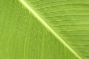 Green Leaf Macro Prints: Green leaf macro, for backgrounds or textures