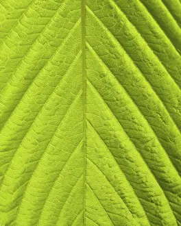 Close Up Green Plant Prints: Green leaf macro shot