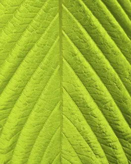 Close Up Nature Photography Prints: Green leaf macro shot