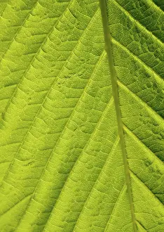 Deciduous Tree Leaves Prints: Green leaf macro shot