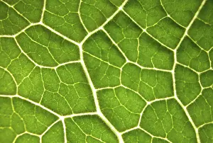 Green Leaf Structure Prints: Green leaf, structure
