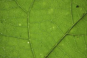 Green Leaf Texture Prints: Green leaf texture