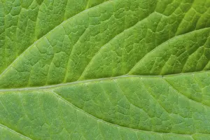 Natural Scientific Images Prints: Detail of green leaf texture