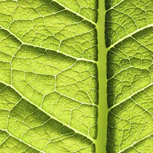 Green Leaf Texture Prints: Green leaf texture. Abstract spring background