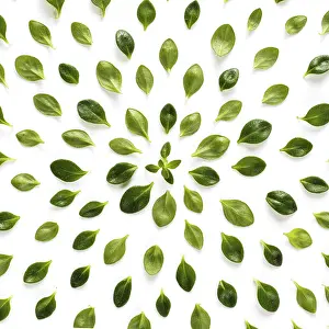 Isolated Green Leaves Prints: Green leaves pattern from fresh thyme leaf