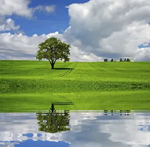 Oak Tree Landscape Prints: Green line