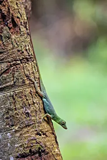 South American Wildlife Images Prints: A green lizard climbs vertically up a tree trunk against a blurred background