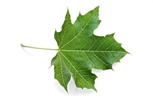 Isolated On White Background Prints: Green maple leaf isolated on white background