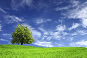 Oak Tree Landscape Photo Prints: Green meadow and tree