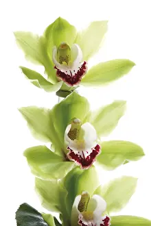 Orchid Blossoms Prints: Green Orchids