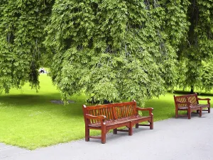 Deserted Park Prints: Green park