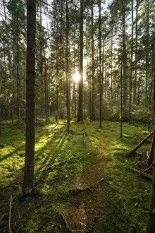 Central Europe Hiking Paths Prints: Green path with sun in the Black Forest