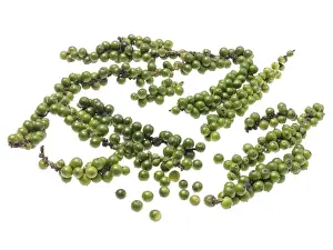 Indoor Leafy Plant Prints: Green pepper panicles