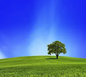 Deciduous Forests Prints: Green Planet