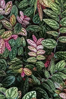 Green And Purple Leaves Prints: Green and purple patterned leaves