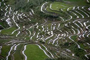 Rice Cultivation In Asia Prints: Green rice fields on the hillside