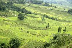 Terraced Rice Cultivation Prints: Green rice fields on the hillside